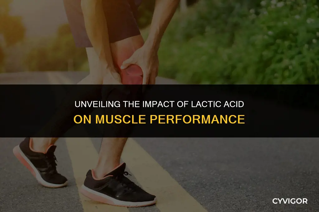 how does lactic acid affect muscle functioning
