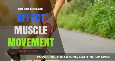 Unveiling the Role of Lactic Acid in Muscle Function and Performance