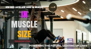 Lactic Acid: Muscle Growth Mystery Solved