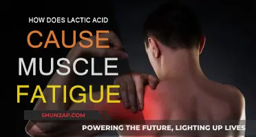 Lactic Acid's Role in Muscle Fatigue Explained
