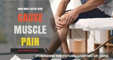 Lactic Acid: The Cause of Muscle Pain?