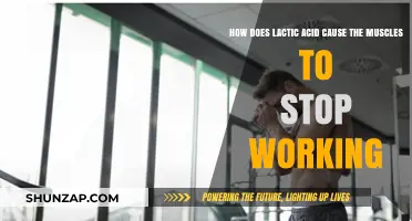 Lactic Acid: Muscles' Silent Saboteur