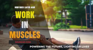 Lactic Acid's Role in Muscle Function and Fatigue Explained