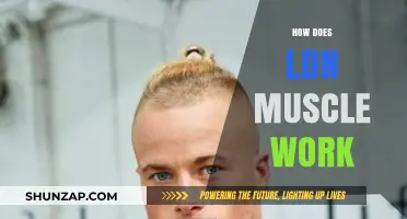 How LDN Muscle Works: A Comprehensive Guide to Fitness Success