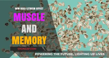 Unlocking the Power of Lecithin: Boosting Muscle and Memory Performance