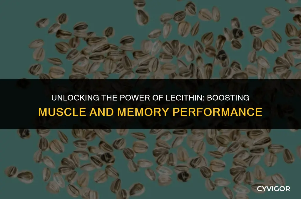how does lethicin affect muscle and memory