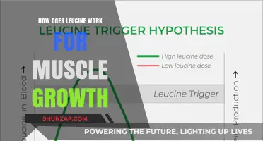 Leucine's Role in Muscle Growth: Mechanisms and Benefits Explained