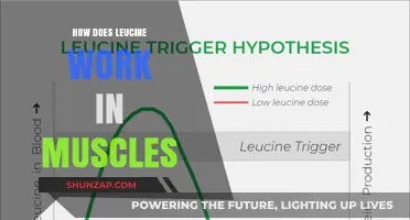 Leucine's Role in Muscle Growth: Mechanisms and Benefits Explained