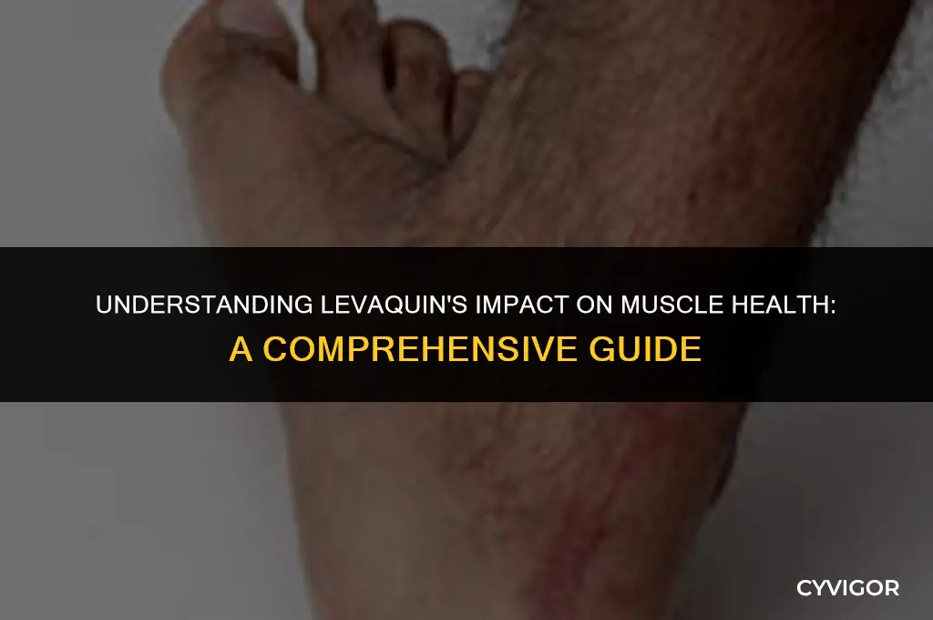 how does lev aquin affect the muscles