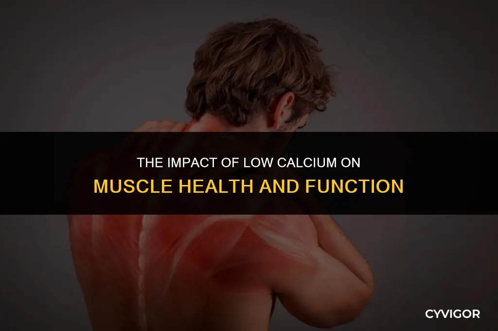 how does low calcium affect muscles