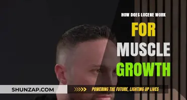 Lucene's Role in Muscle Growth: Mechanisms and Benefits Explained