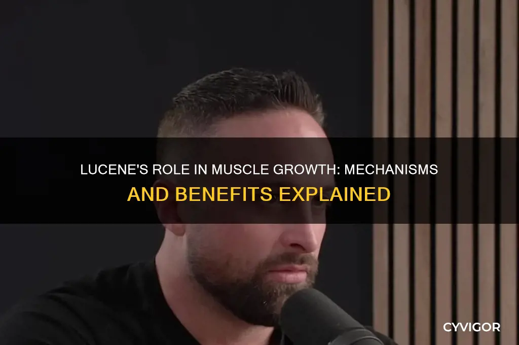 how does lucene work for muscle growth