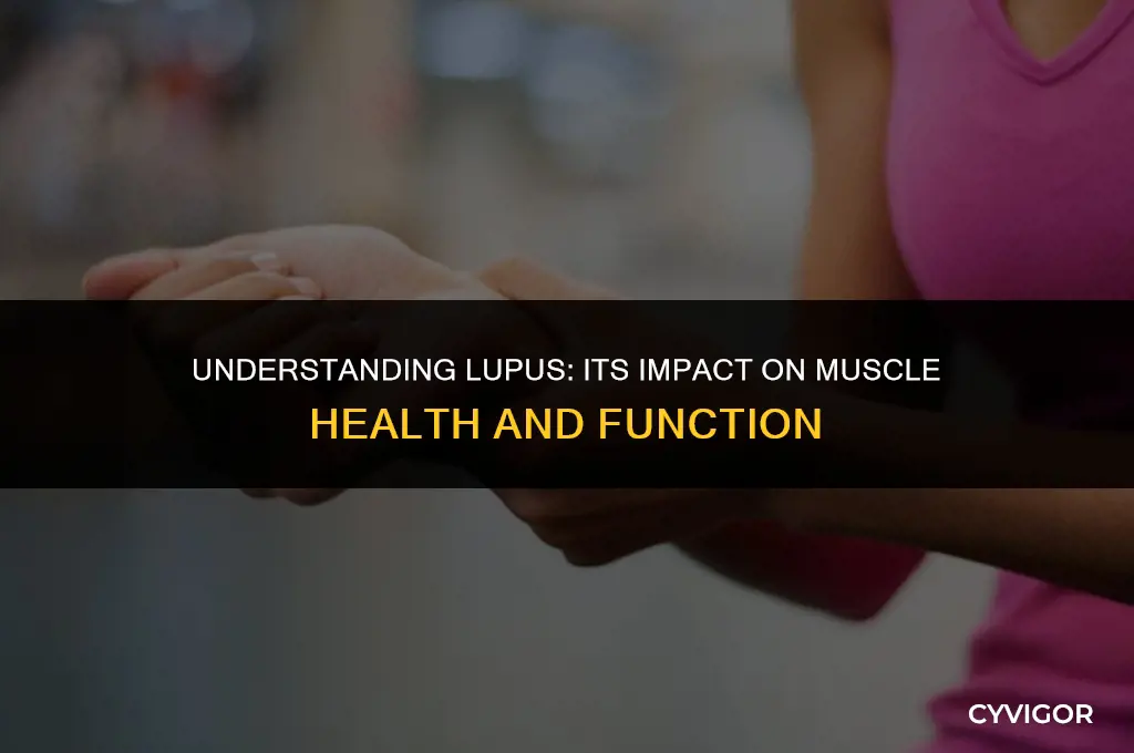 how does lupus affect the muscles
