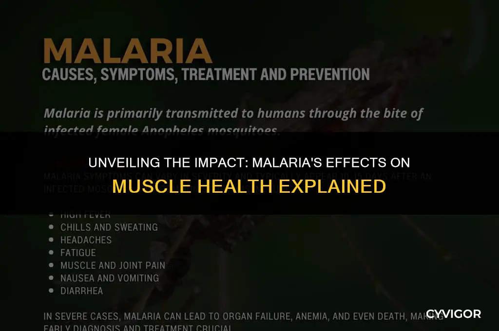 how does malaria affect the muscles