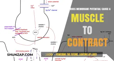 Membrane Potential: Muscle Contraction's Electrical Spark