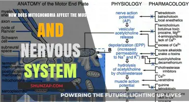 Powering Performance: Mitochondria's Impact on Muscle and Nervous System