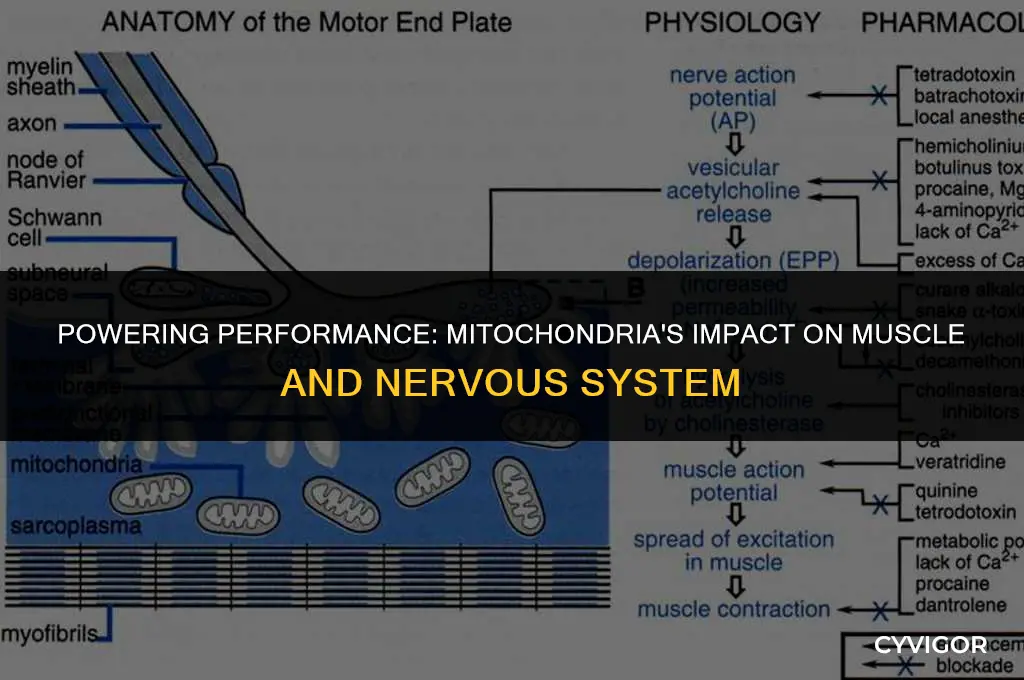 how does mitochondria affect the muscle and nervous system