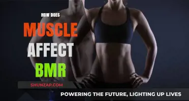 The Impact of Muscle Mass on Your Basal Metabolic Rate