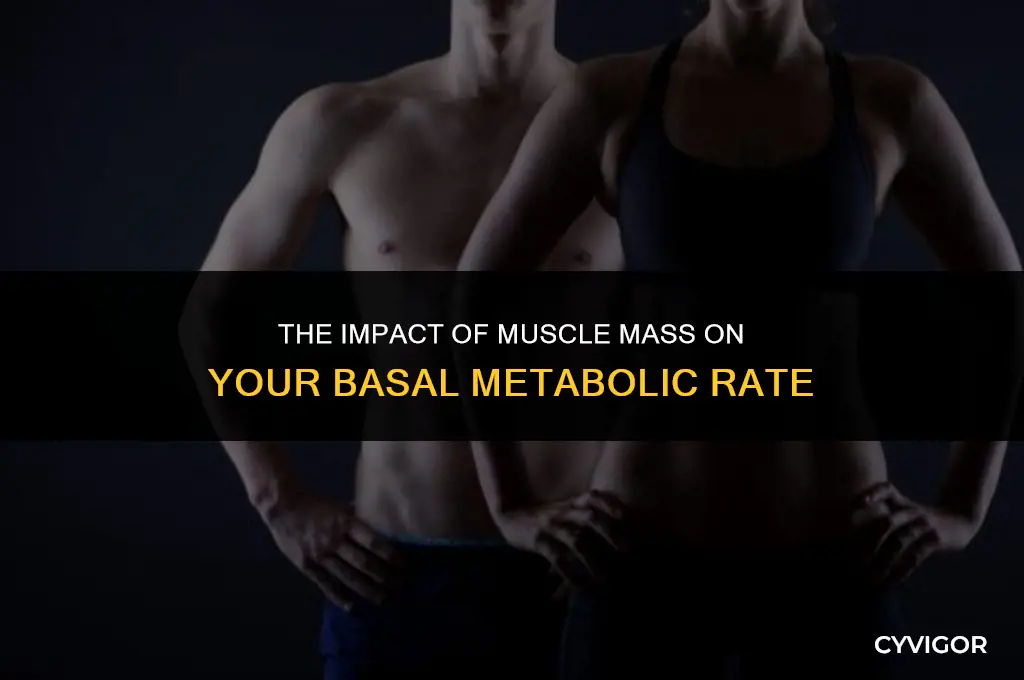 how does muscle affect bmr