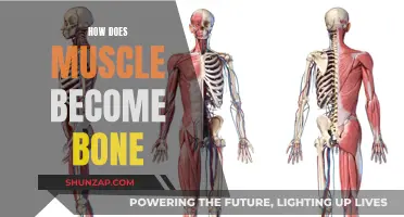 Muscle to Bone: The Transformation Process Explained