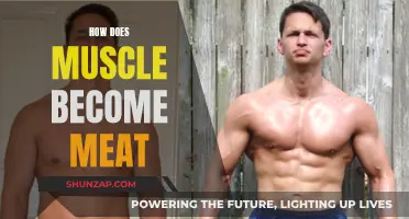 Muscle to Meat: The Transformation Process