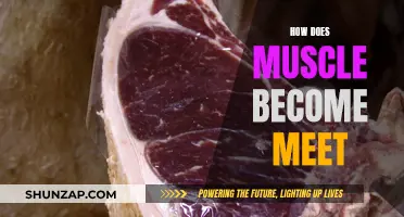 Muscle Transformation: Meat from Movement