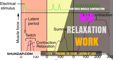 Understanding Muscle Contraction and Relaxation: A Comprehensive Guide