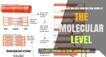 Molecular Mechanics of Muscle Contraction: Unraveling the Sliding Filament Theory