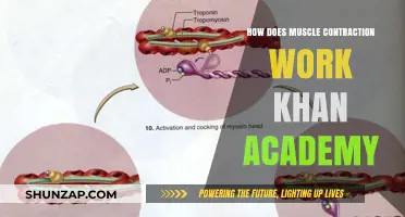 Understanding Muscle Contraction: A Khan Academy Simplified Guide