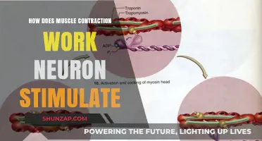 Neuron-Triggered Muscle Contraction: Unraveling the Science Behind Movement