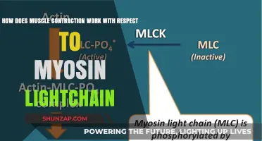 Myosin Light Chain's Role in Muscle Contraction Explained