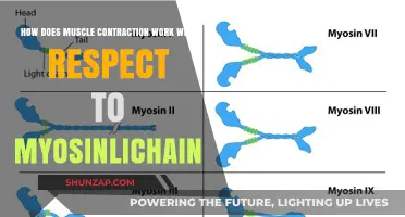 Unraveling Muscle Contraction: The Role of Myosin-Light Chain Interaction