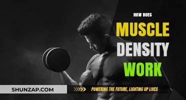 Understanding Muscle Density: How It Works and Why It Matters