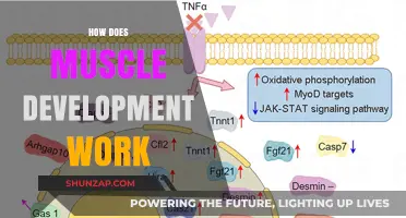 Understanding Muscle Development: Mechanisms, Growth Factors, and Training Strategies