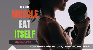 Muscle Autophagy: How Does It Work?