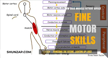 Exploring the Impact of Muscle Fatigue on Fine Motor Skills
