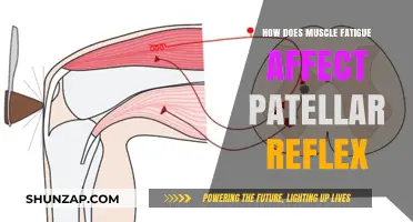 Exploring the Impact of Muscle Fatigue on Patellar Reflex