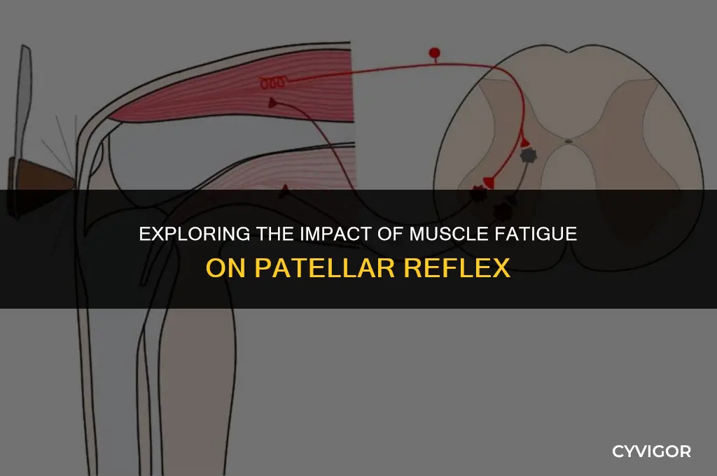 how does muscle fatigue affect patellar reflex