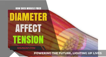 Exploring the Impact of Muscle Fiber Diameter on Tension