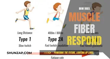 Muscle Fiber Response: Understanding the Science of Movement