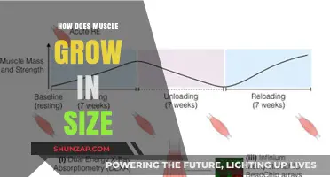 Unveiling Muscle Growth: Mechanisms Behind Size and Strength Increases