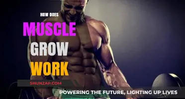 Understanding Muscle Growth: Mechanisms, Factors, and Effective Training Strategies