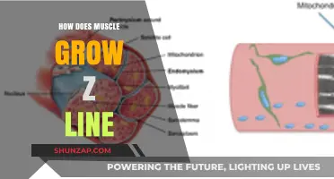 Understanding Muscle Growth: The Role of Z-Lines in Hypertrophy Explained