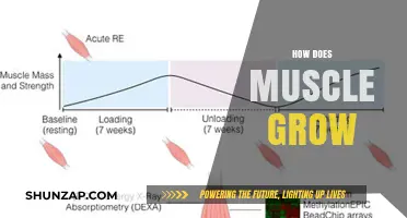 Understanding Muscle Growth: Mechanisms, Factors, and Effective Training Strategies
