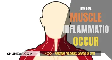 Muscle Inflammation: Causes and Triggers Explained