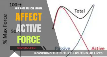 Exploring the Impact of Muscle Length on Active Force Generation