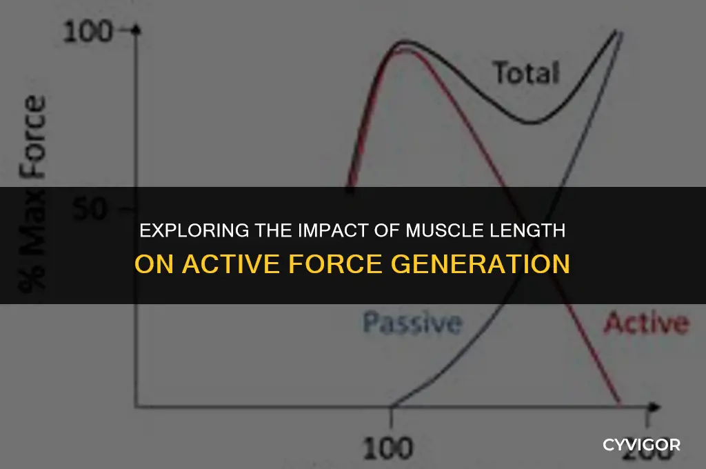 how does muscle length affect active force