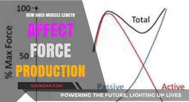 Unraveling the Connection: Muscle Length and Force Production Explained