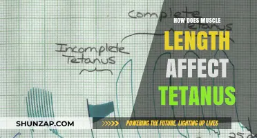 Exploring the Impact of Muscle Length on Tetanus Severity