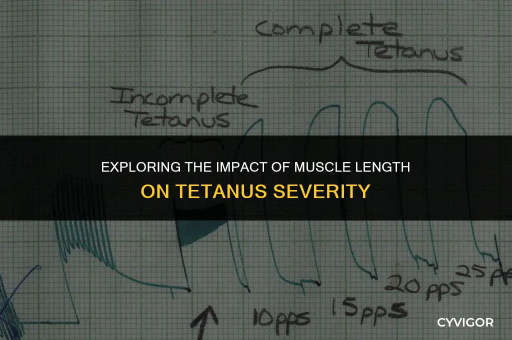 how does muscle length affect tetanus